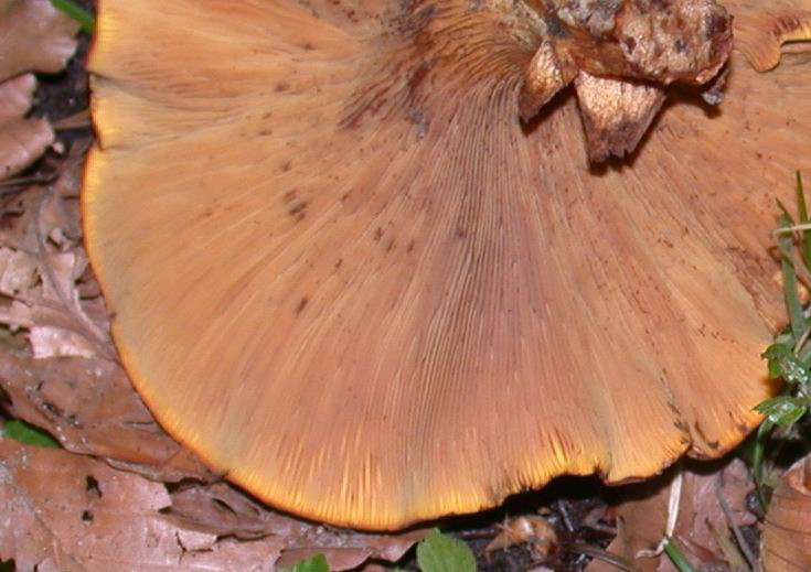 Paxillus rubicundulus. Scheda fotografica